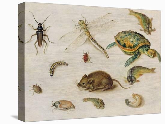 A Study of Insects, Sea Creatures and a Mouse-Jan Brueghel the Younger-Premier Image Canvas