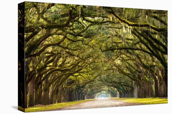 A Stunning, Long Path Lined with Ancient Live Oak Trees Draped in Spanish Moss in the Warm, Late Af-Serge Skiba-Premier Image Canvas