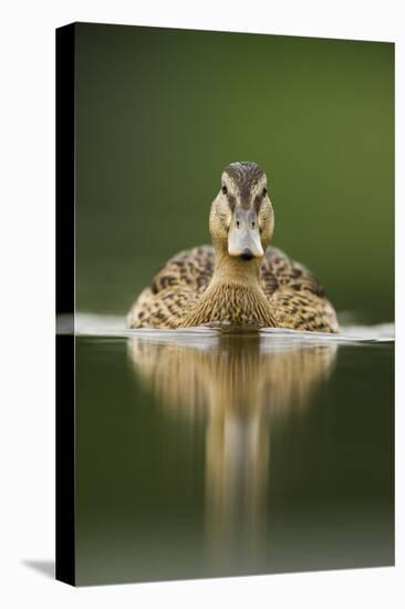 A Sub-Adult Female Mallard (Anas Platyrhynchos) Swimming on a Still Lake, Derbyshire, England-Andrew Parkinson-Premier Image Canvas