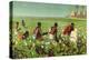 A Sudan Cotton Field, from the Series 'Empire Trade Is Growing'-Edward Barnard Lintott-Premier Image Canvas