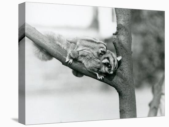 A Sugar Glider on a Branch with Her Baby on Her Back, London Zoo, 1929 (B/W Photo)-Frederick William Bond-Premier Image Canvas