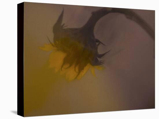 A Sunflower 's Lament-Valda Bailey-Premier Image Canvas