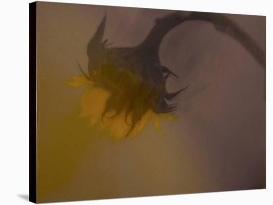 A Sunflower 's Lament-Valda Bailey-Premier Image Canvas