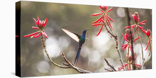 A Swallow-Tailed Hummingbird, Eupetomena Macroura, Feeding from Coral Tree Flowers-Alex Saberi-Premier Image Canvas