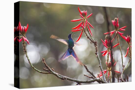 A Swallow-Tailed Hummingbird, Eupetomena Macroura, Feeding from Coral Tree Flowers-Alex Saberi-Premier Image Canvas