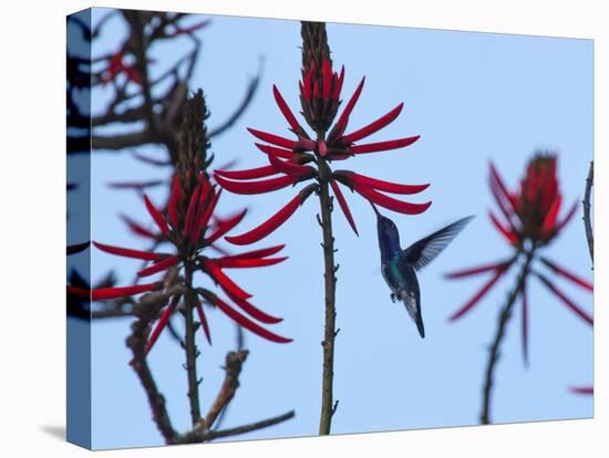 A Swallow-Tailed Hummingbird, Eupetomena Macroura Feeds on a Flower of a Coral Tree-Alex Saberi-Premier Image Canvas