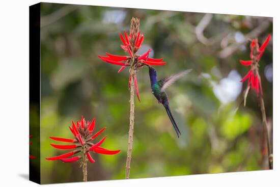 A Swallow-Tailed Hummingbird, Eupetomena Macroura, Mid Flight, Feeding from a Flower-Alex Saberi-Premier Image Canvas
