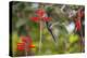 A Swallow-Tailed Hummingbird, Eupetomena Macroura, Mid Flight, Feeding from a Flower-Alex Saberi-Premier Image Canvas