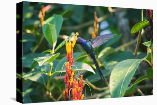 A Swallow-Tailed Hummingbird, Eupetomena Macroura, Mid Flight Feeding from a Flower-Alex Saberi-Premier Image Canvas