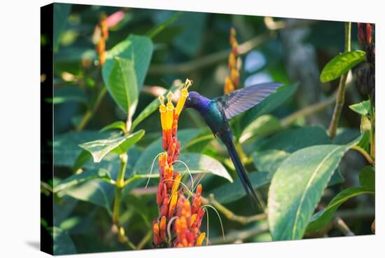 A Swallow-Tailed Hummingbird, Eupetomena Macroura, Mid Flight Feeding from a Flower-Alex Saberi-Premier Image Canvas