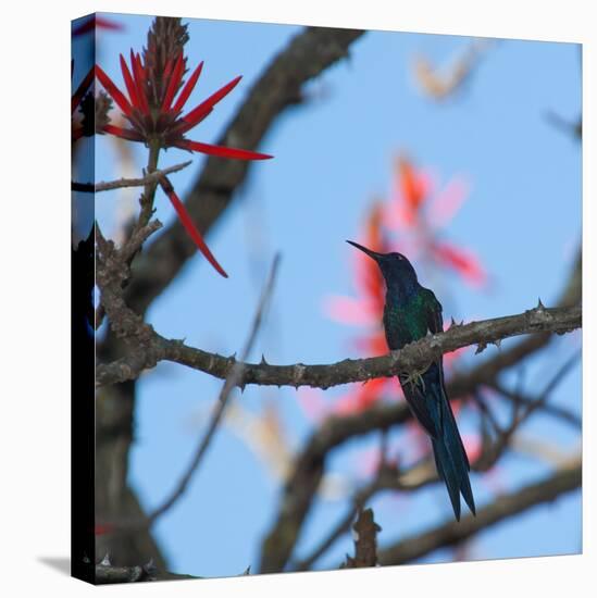 A Swallow Tailed Hummingbird, Eupetomena Macroura, Resting in a Tree-Alex Saberi-Premier Image Canvas
