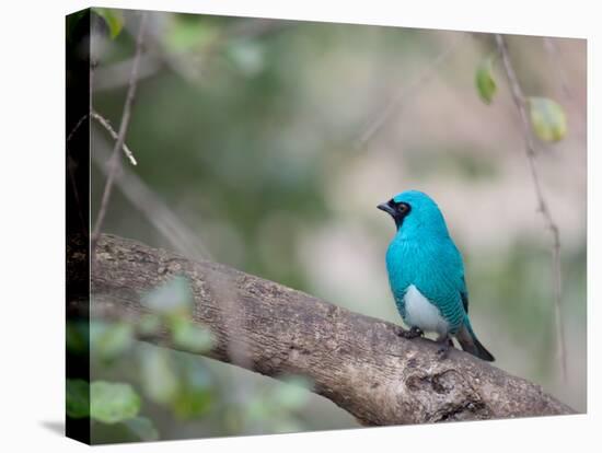 A Swallow Tanager Perching on Tree Branch in Sao Paulo's Ibirapuera Park-Alex Saberi-Premier Image Canvas