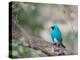 A Swallow Tanager Perching on Tree Branch in Sao Paulo's Ibirapuera Park-Alex Saberi-Premier Image Canvas