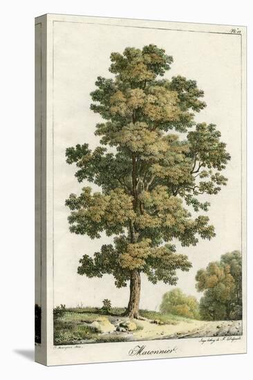 A Sweet Chestnut Tree-null-Stretched Canvas