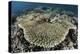 A Table Coral Is Encroached Upon by Soft Corals-Stocktrek Images-Premier Image Canvas