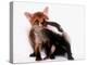 A Tale of Two Cubs, She's Always Badgering That Fox for a Kiss-null-Premier Image Canvas