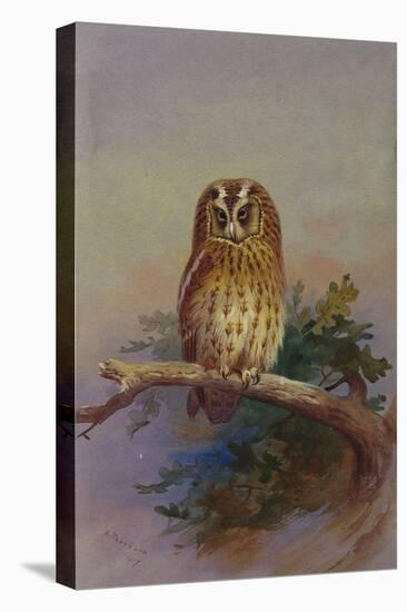 A Tawny Owl Perched on an Oak Branch, 1917 watercolor-Archibald Thorburn-Premier Image Canvas