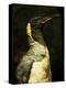 A Taxidermy King Penguin-Clive Nolan-Premier Image Canvas