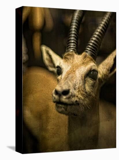 A Taxidermy Thomson's Gazelle-Clive Nolan-Premier Image Canvas