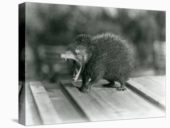 A Tenrec with its Mouth Open, Showing its Wide Gape and Sharp Teeth, London Zoo, 1930 (B/W Photo)-Frederick William Bond-Premier Image Canvas