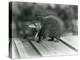 A Tenrec with its Mouth Open, Showing its Wide Gape and Sharp Teeth, London Zoo, 1930 (B/W Photo)-Frederick William Bond-Premier Image Canvas