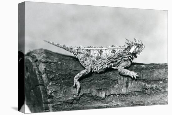 A Texas Horned Lizard/ Horntoad/Horned Toad/Horny Toad Resting on a Log at London Zoo in August 192-Frederick William Bond-Premier Image Canvas