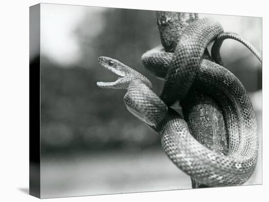 A Texas Rat Snake Gaping, While Coiled Aroung a near Vertical Branch, London Zoo, August 1928 (B/W-Frederick William Bond-Premier Image Canvas