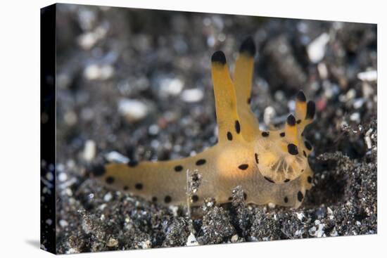 A Thecacera Nudibranch Crawls across the Seafloor-Stocktrek Images-Premier Image Canvas