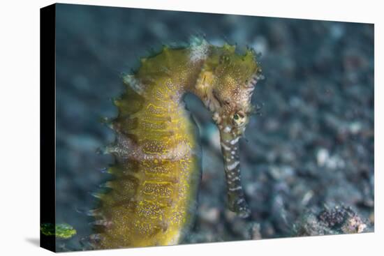 A Thorny Seahorse on the Seafloor of Lembeh Strait-Stocktrek Images-Premier Image Canvas