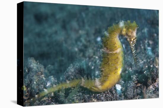 A Thorny Seahorse on the Seafloor of Lembeh Strait-Stocktrek Images-Premier Image Canvas