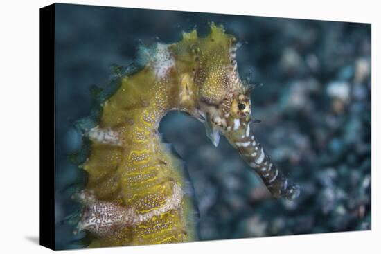 A Thorny Seahorse on the Seafloor of Lembeh Strait-Stocktrek Images-Premier Image Canvas