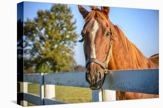 A Thoroughbred Horse, Lexington, Kentucky-Rona Schwarz-Premier Image Canvas