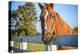 A Thoroughbred Horse, Lexington, Kentucky-Rona Schwarz-Premier Image Canvas