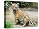 A Three Month Old Siberian Tiger Cub at the Duisberg Zoo in Germany-null-Stretched Canvas