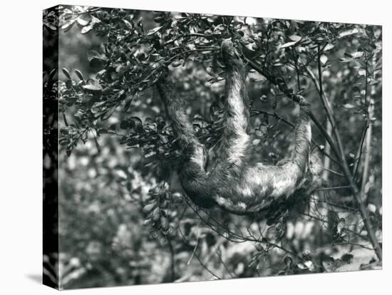 A Three-Toed Sloth Hanging from a Leafy Branch at London Zoo. August 1920-Frederick William Bond-Premier Image Canvas