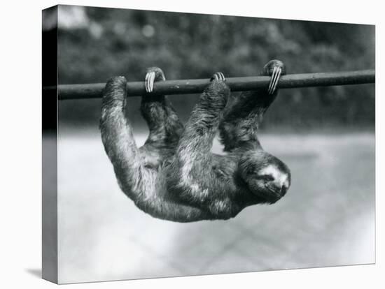 A Three-Toed Sloth Slowly Makes its Way Along a Pole at London Zoo, C.1913-Frederick William Bond-Premier Image Canvas