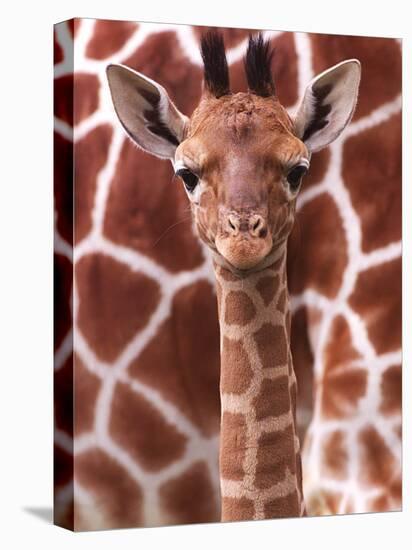 A Three Week Old Baby Giraffe at Whipsnade Wild Animal Park Pictured in Front of Its Mother-null-Premier Image Canvas
