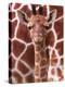 A Three Week Old Baby Giraffe at Whipsnade Wild Animal Park Pictured in Front of Its Mother-null-Premier Image Canvas