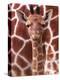 A Three Week Old Baby Giraffe at Whipsnade Wild Animal Park Pictured in Front of Its Mother-null-Premier Image Canvas