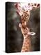 A Three Week Old Baby Giraffe with Its Mother at Whipsnade Zoo-null-Premier Image Canvas