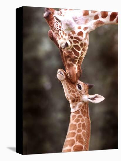 A Three Week Old Baby Giraffe with Its Mother at Whipsnade Zoo-null-Premier Image Canvas