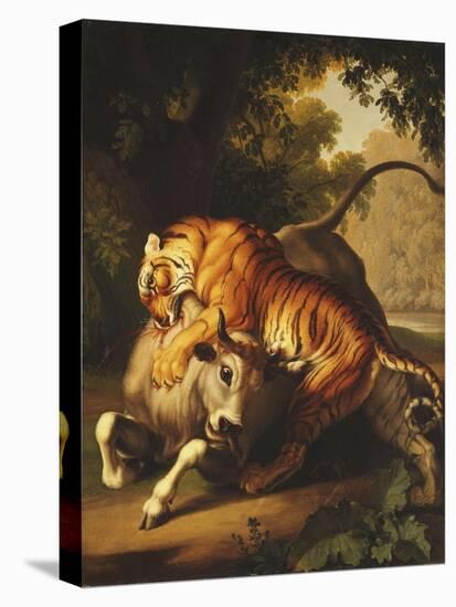 A Tiger attacking a Bull-Peter Wenzel-Premier Image Canvas