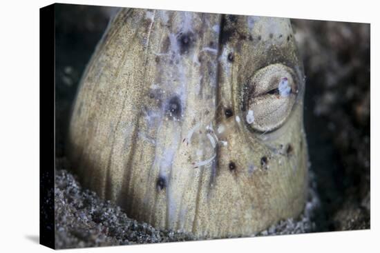 A Tiny Cleaner Shrimp Removes Parasites from a Black-Finned Snake Eel-Stocktrek Images-Premier Image Canvas