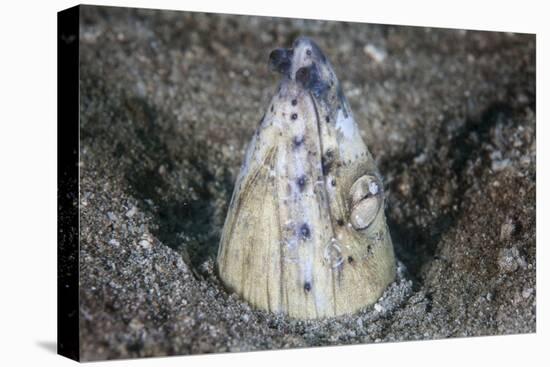 A Tiny Cleaner Shrimp Removes Parasites from a Black-Finned Snake Eel-Stocktrek Images-Premier Image Canvas