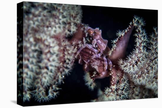 A Tiny Crab Clings to a Sea Pen on a Reef-Stocktrek Images-Premier Image Canvas