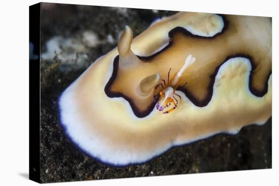 A Tiny Emperor Shrimp on a Nudibranch-Stocktrek Images-Premier Image Canvas