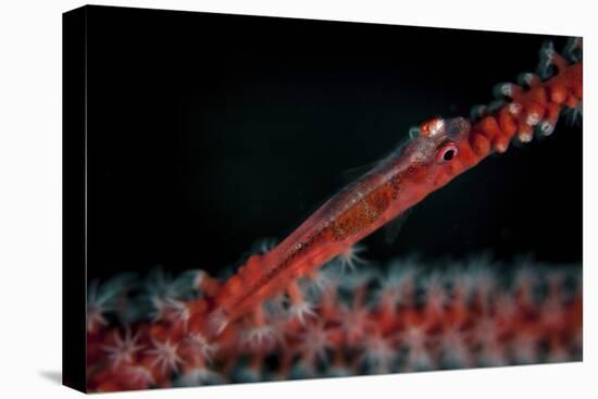 A Tiny Ghost Goby Lays on a Gorgonian-Stocktrek Images-Premier Image Canvas