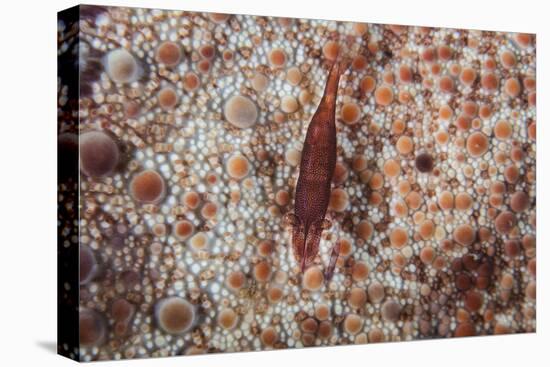 A Tiny Shrimp Lives on a Pin Cushion Sea Star-Stocktrek Images-Premier Image Canvas
