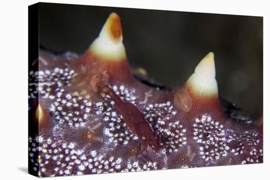 A Tiny Shrimp Lives on a Starfish in Lembeh Strait, Indonesia-Stocktrek Images-Premier Image Canvas