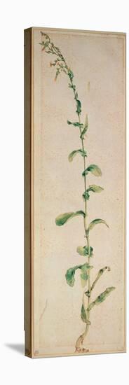 A Tobacco Plant-Albrecht Dürer-Premier Image Canvas